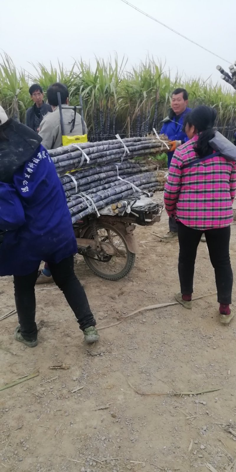 正宗广西黑皮甘蔗产地直销，有便宜的回头车