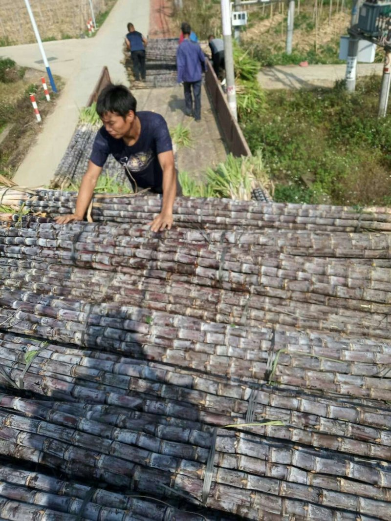 正宗广西黑皮甘蔗产地直销，有便宜的回头车