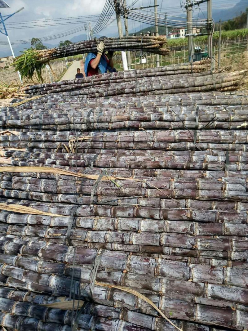 正宗广西黑皮甘蔗产地直销，有便宜的回头车