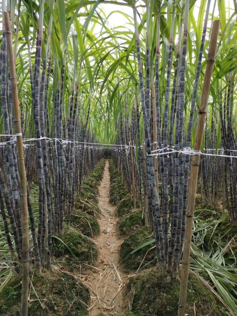 正宗广西黑皮甘蔗产地直销，有便宜的回头车