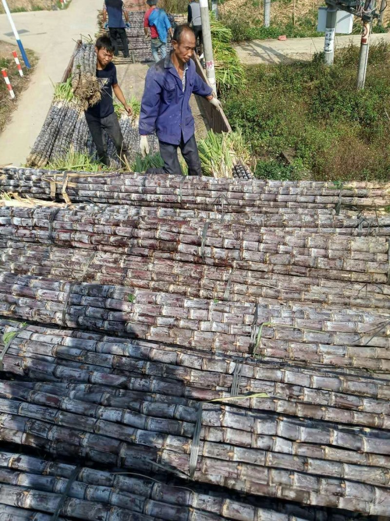 正宗广西黑皮甘蔗产地直销，有便宜的回头车