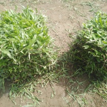 大叶油草皮，场地直销