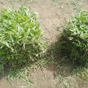 大叶油草皮，场地直销
