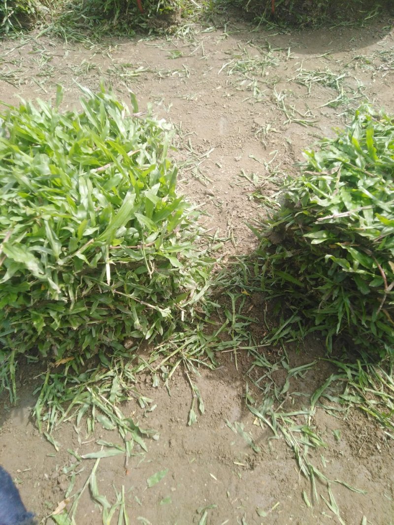大叶油草皮，场地直销