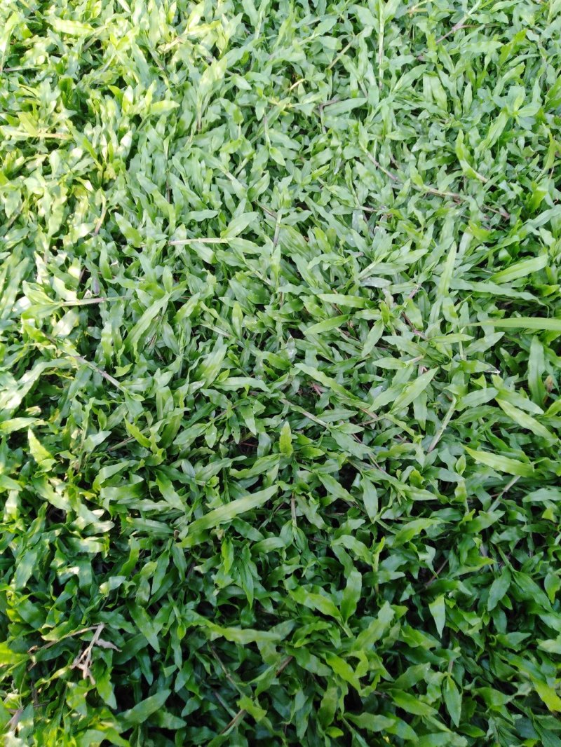 大叶油草皮，场地直销