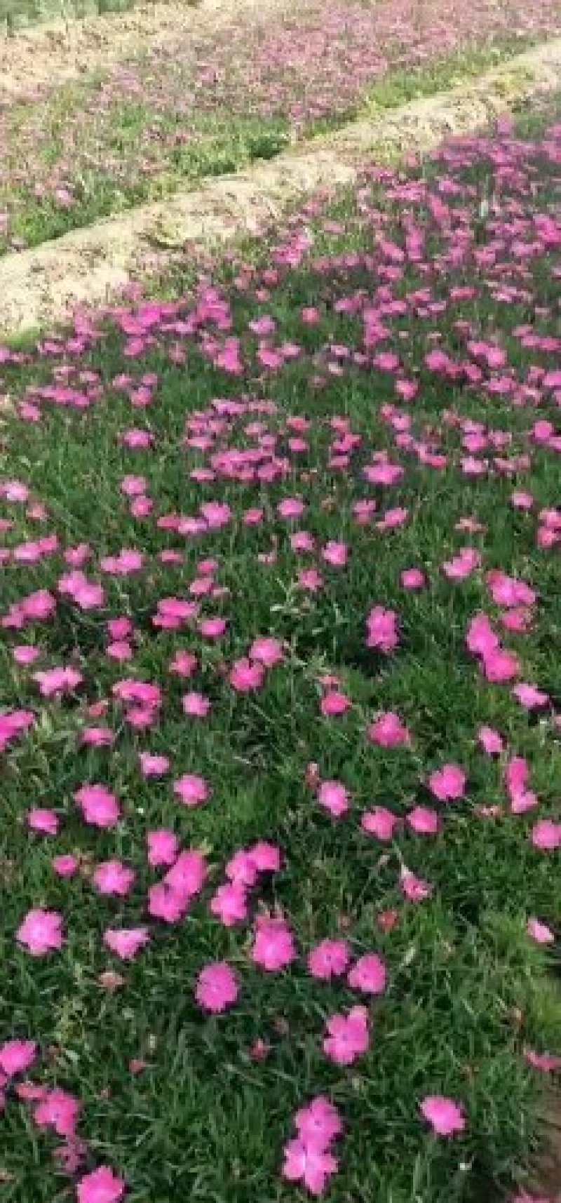 欧石竹