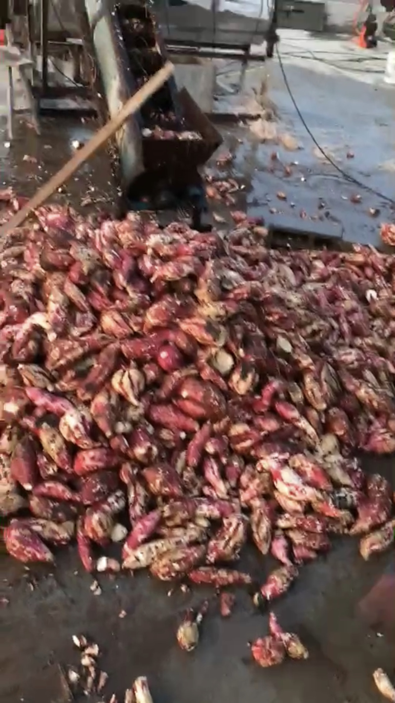红薯（山芋）粉丝粉条水粉农家自己家纯手工制作纯绿色食品
