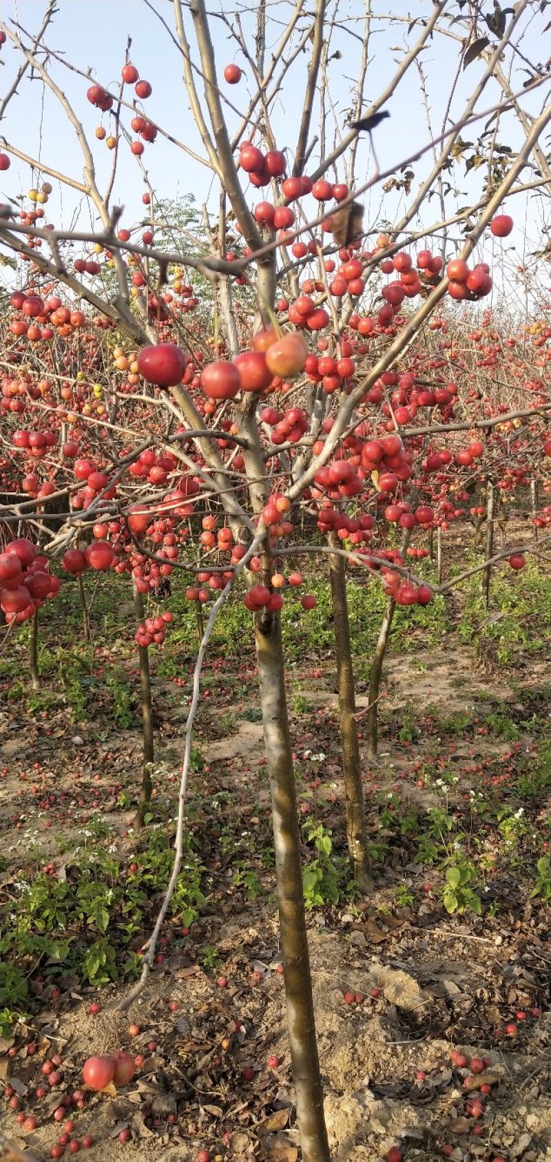 特价冬红果海棠，庭院园林种植适应性强，好栽易活量大优惠，