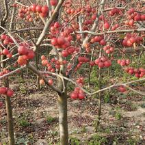 特价冬红果海棠，庭院园林种植适应性强，好栽易活量大，
