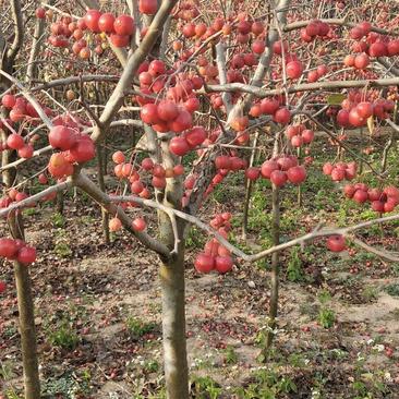 特价冬红果海棠，庭院园林种植适应性强，好栽易活量大优惠，