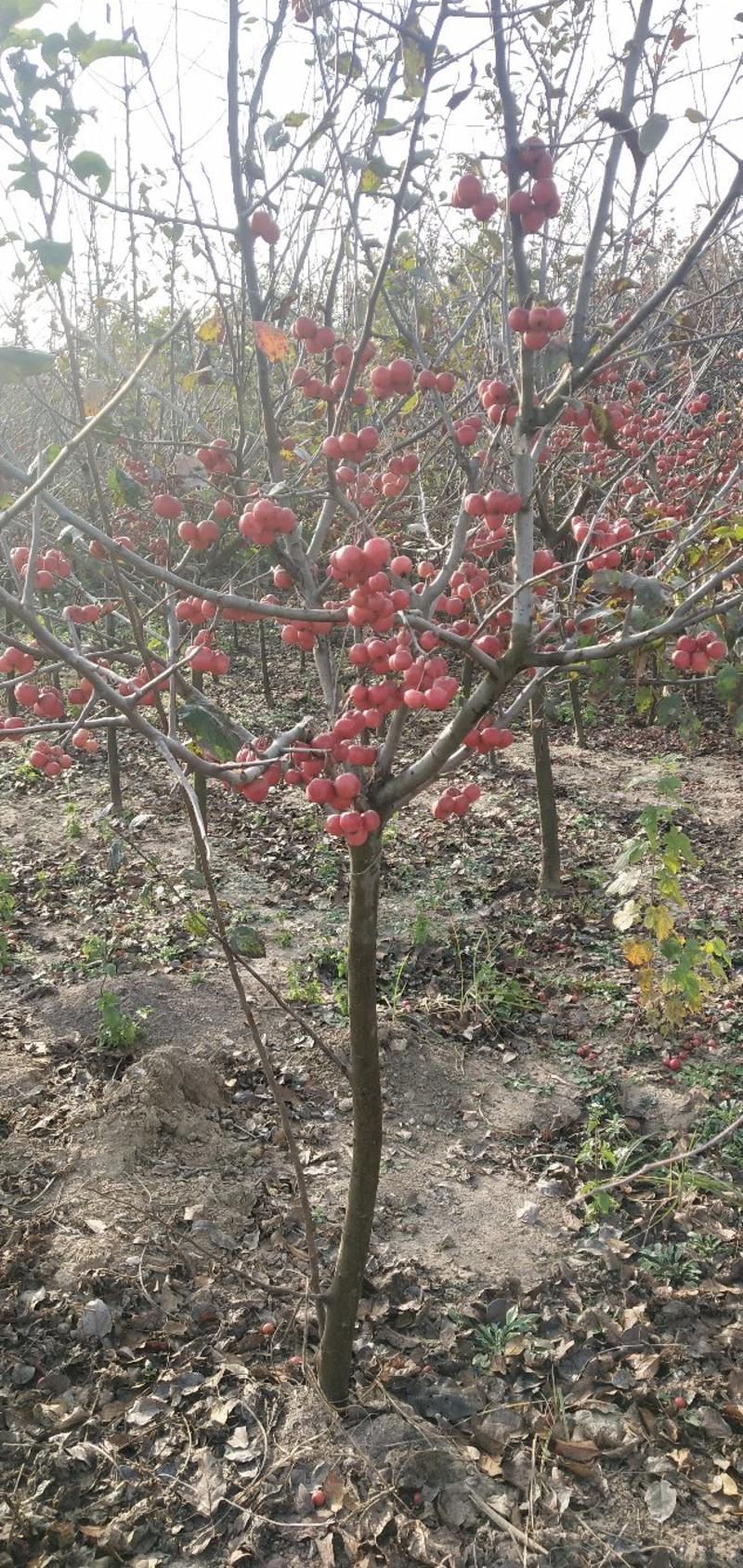 特价冬红果海棠，庭院园林种植适应性强，好栽易活量大优惠，