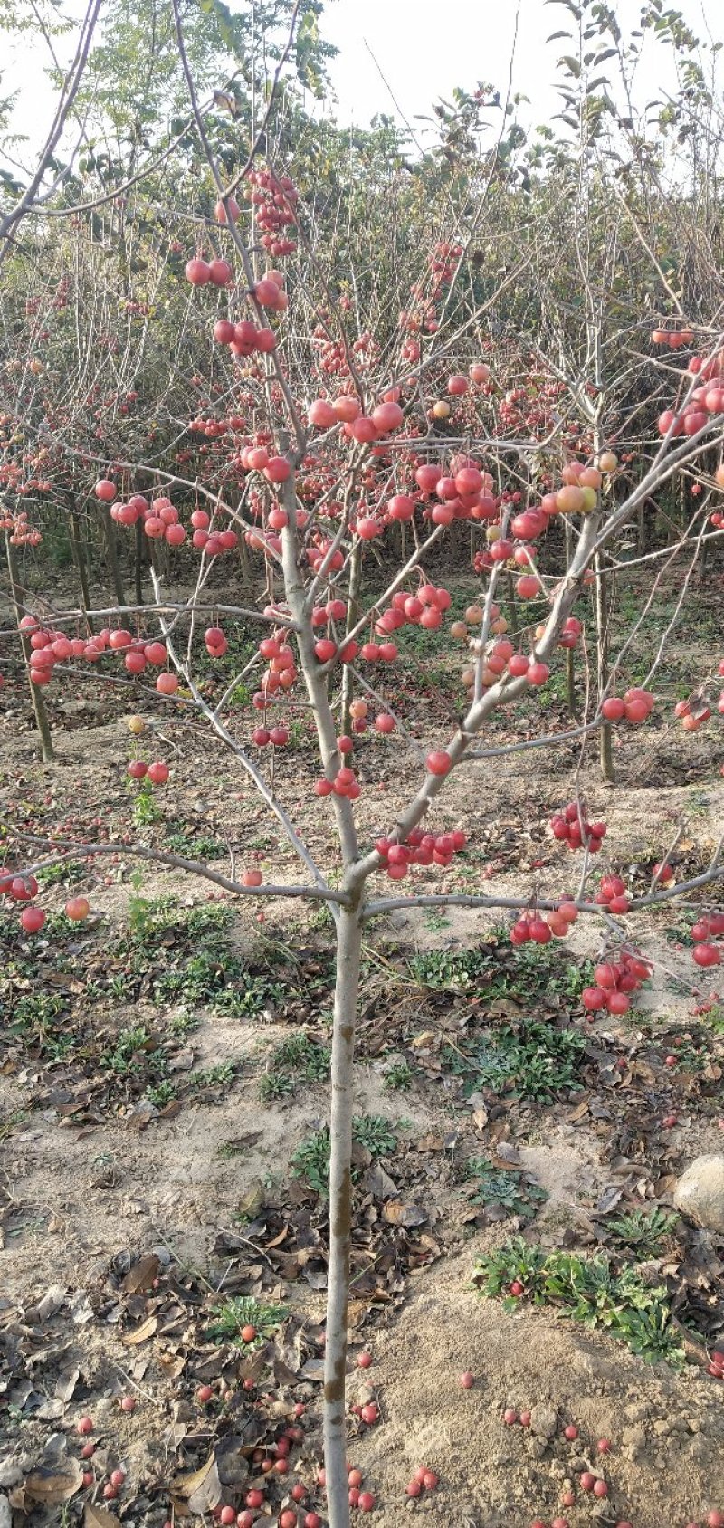 特价冬红果海棠，庭院园林种植适应性强，好栽易活量大优惠，