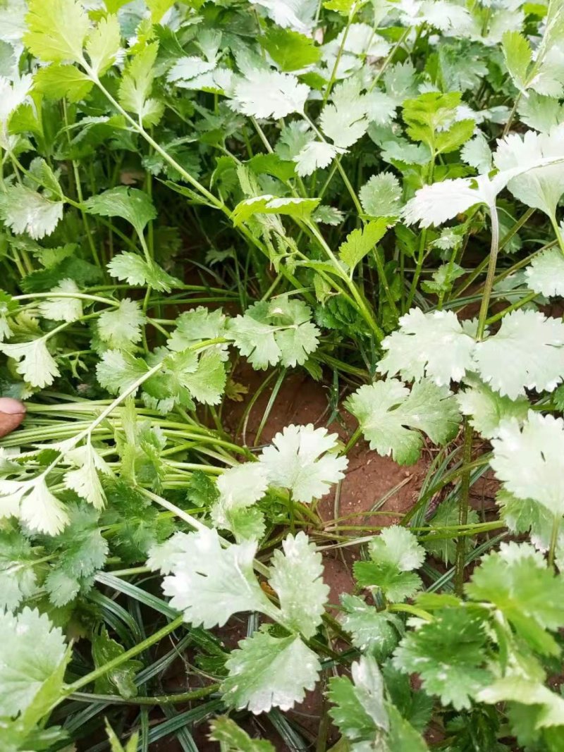 百亩香菜基地大量出货