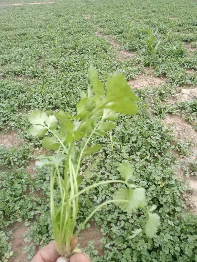 百亩香菜基地大量出货