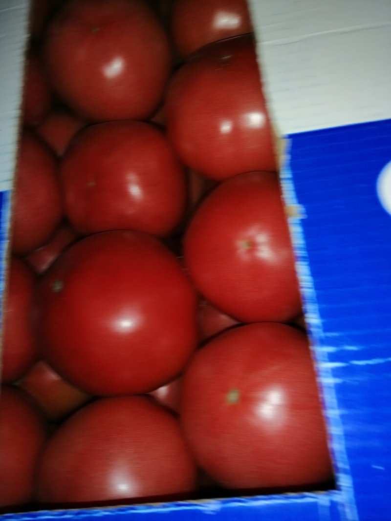 暖棚西红柿大量上市