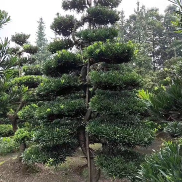 罗汉松川派盆景川派罗汉松大量供应四川绿化苗木