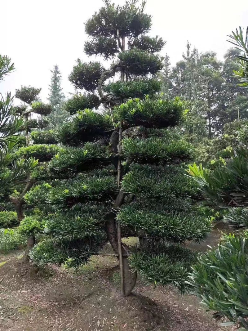罗汉松川派盆景川派罗汉松大量供应四川绿化苗木