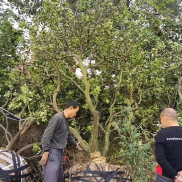 香泡柚子树四川批发绿化苗木工程苗