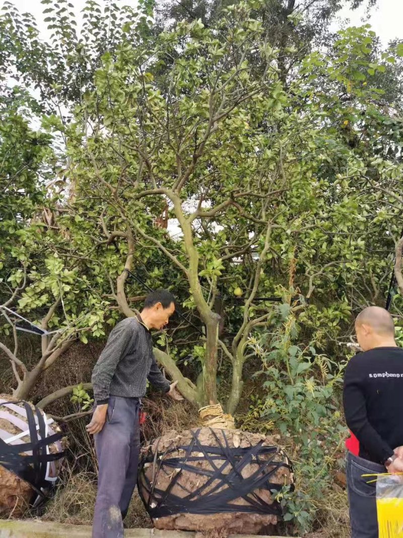 香泡柚子树四川批发绿化苗木工程苗