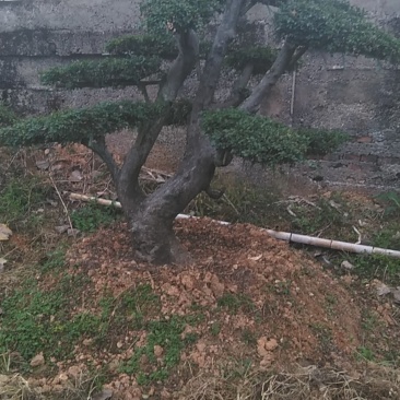 榆树桩景