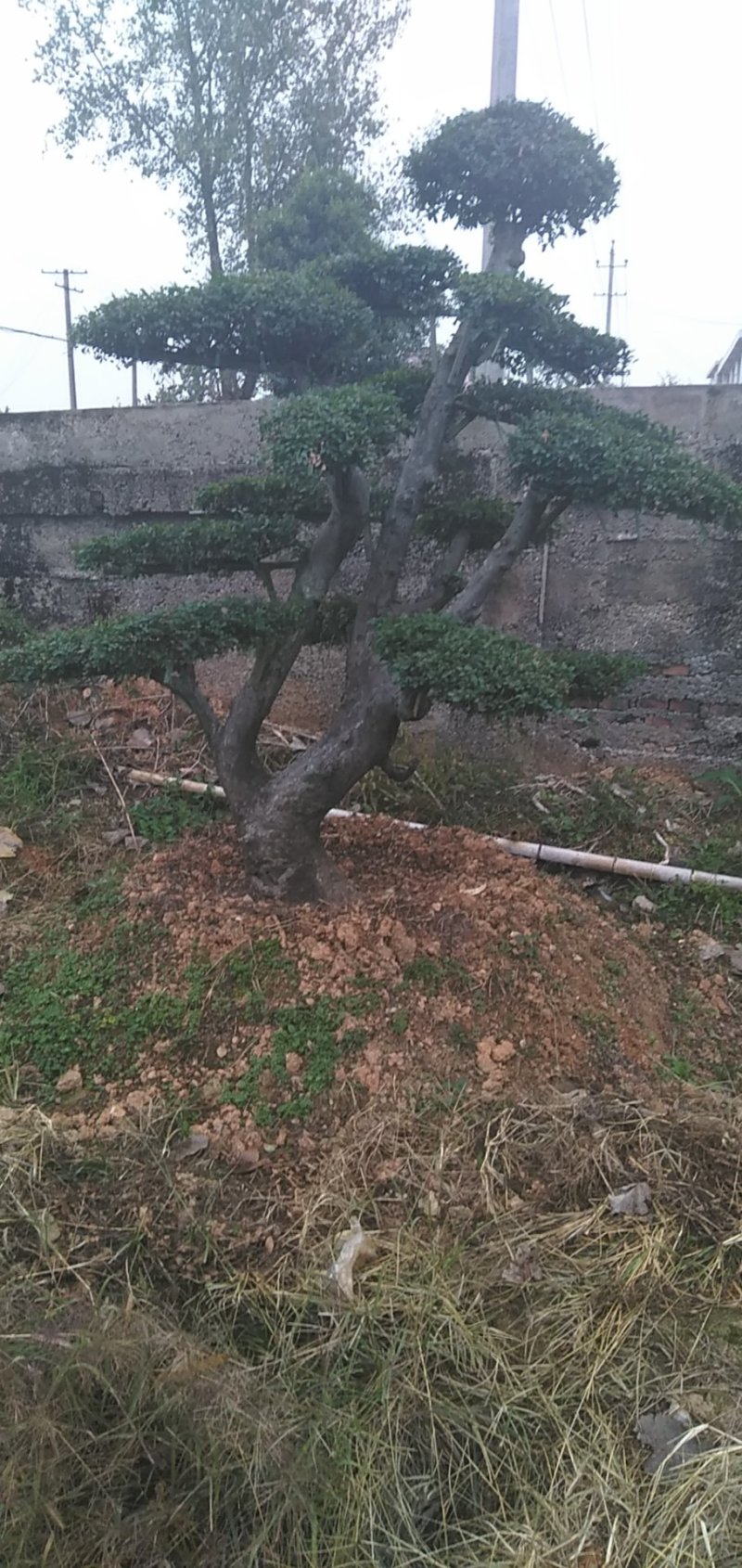榆树桩景