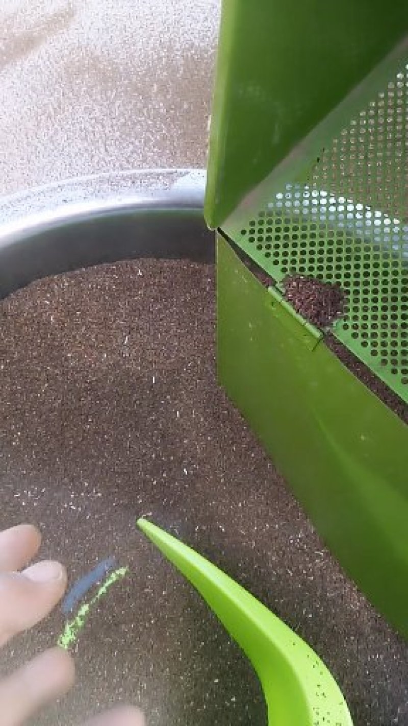柴胡种子