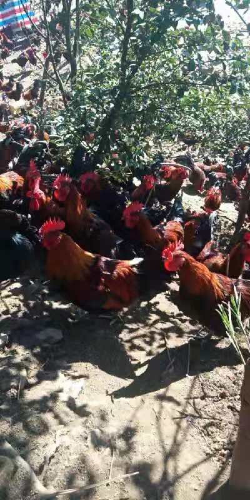 瑶公场地价，地头价，上车价