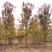 美国红枫秋火焰十月光辉苗圃大量供应绿化苗木