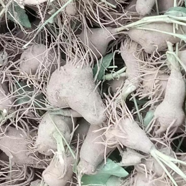 改良白术牙子