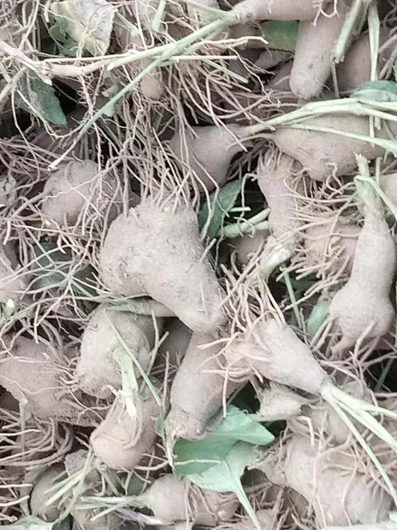 改良白术牙子