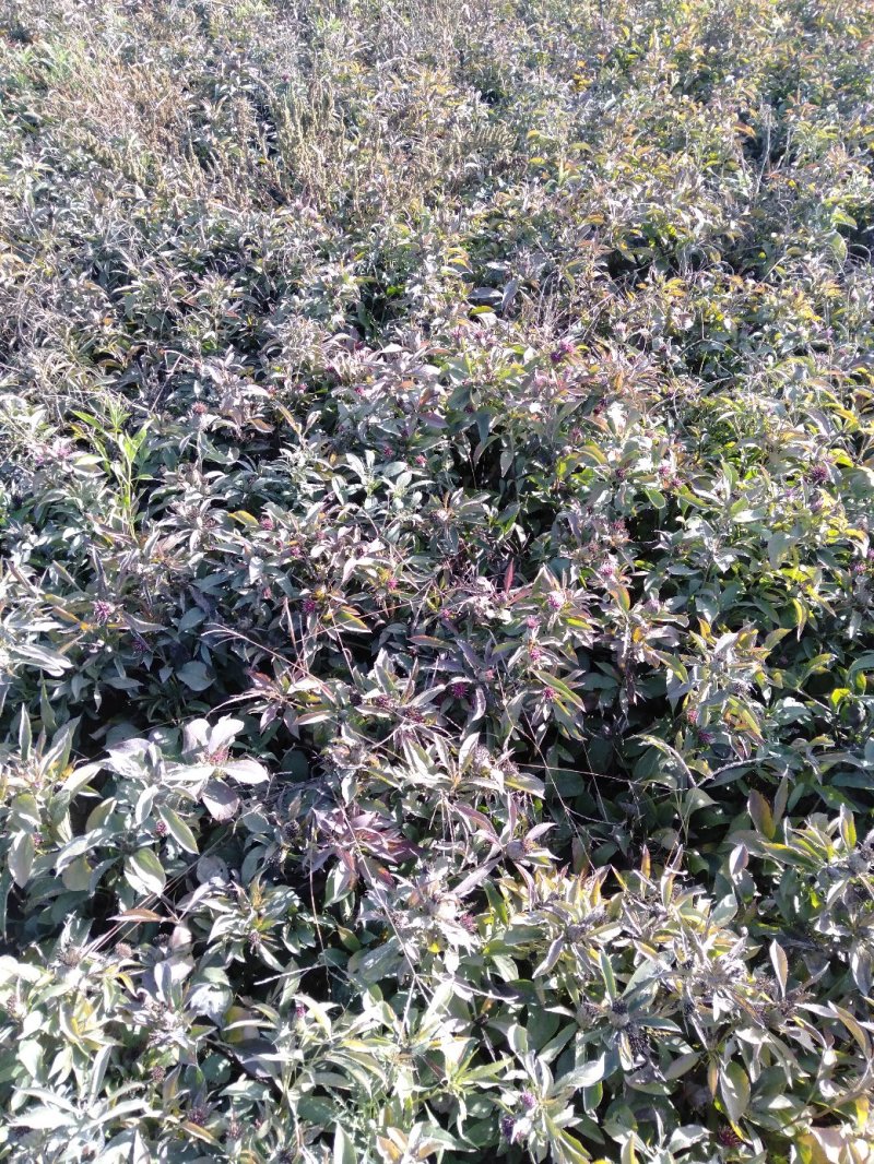 改良白术牙子