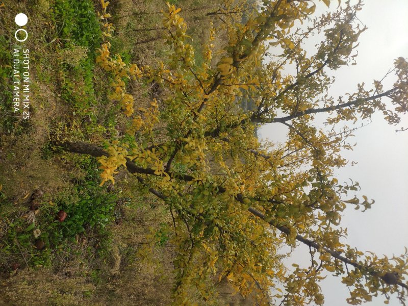 石榴树，独杆石榴树，果实榴，石榴树价格