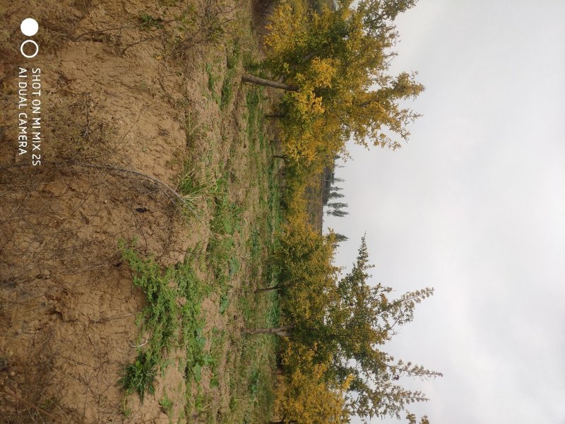 石榴树，独杆石榴树，果实榴，石榴树价格