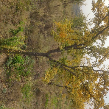 石榴树，独杆石榴树，果实榴，石榴树价格