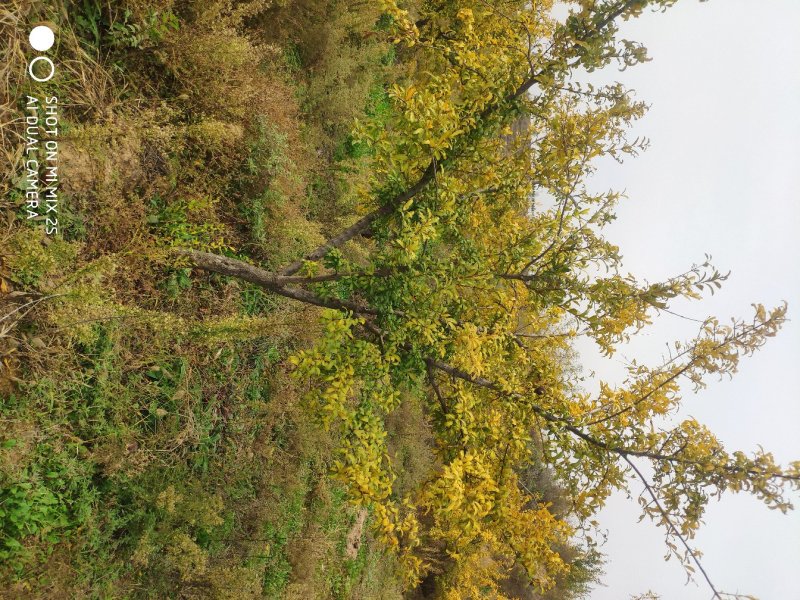 石榴树，独杆石榴树，果实榴，石榴树价格