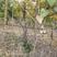 石榴树，独杆石榴树，果实榴，石榴树价格