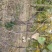 石榴树，独杆石榴树，果实榴，石榴树价格