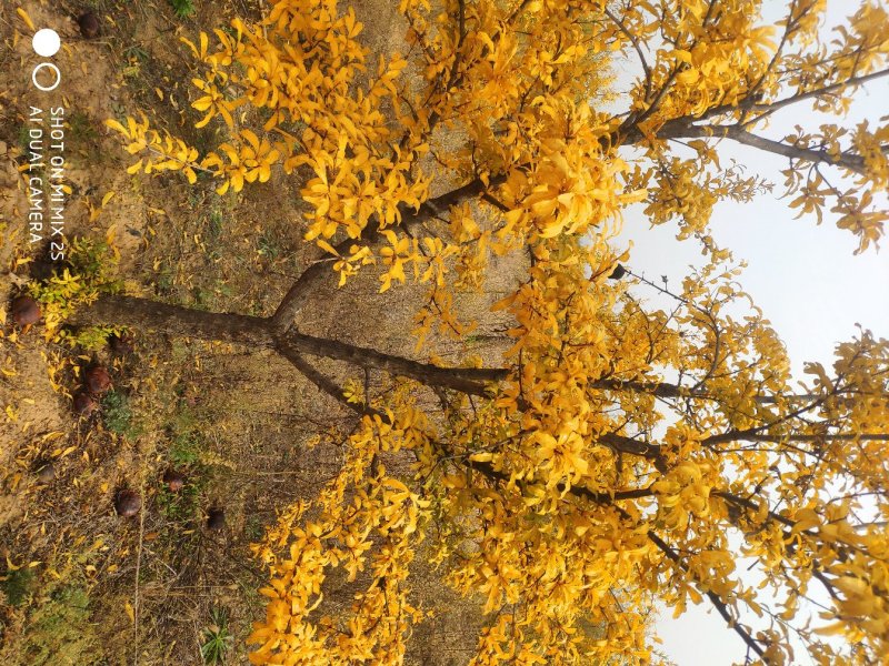 石榴树，独杆石榴树，果实榴，石榴树价格