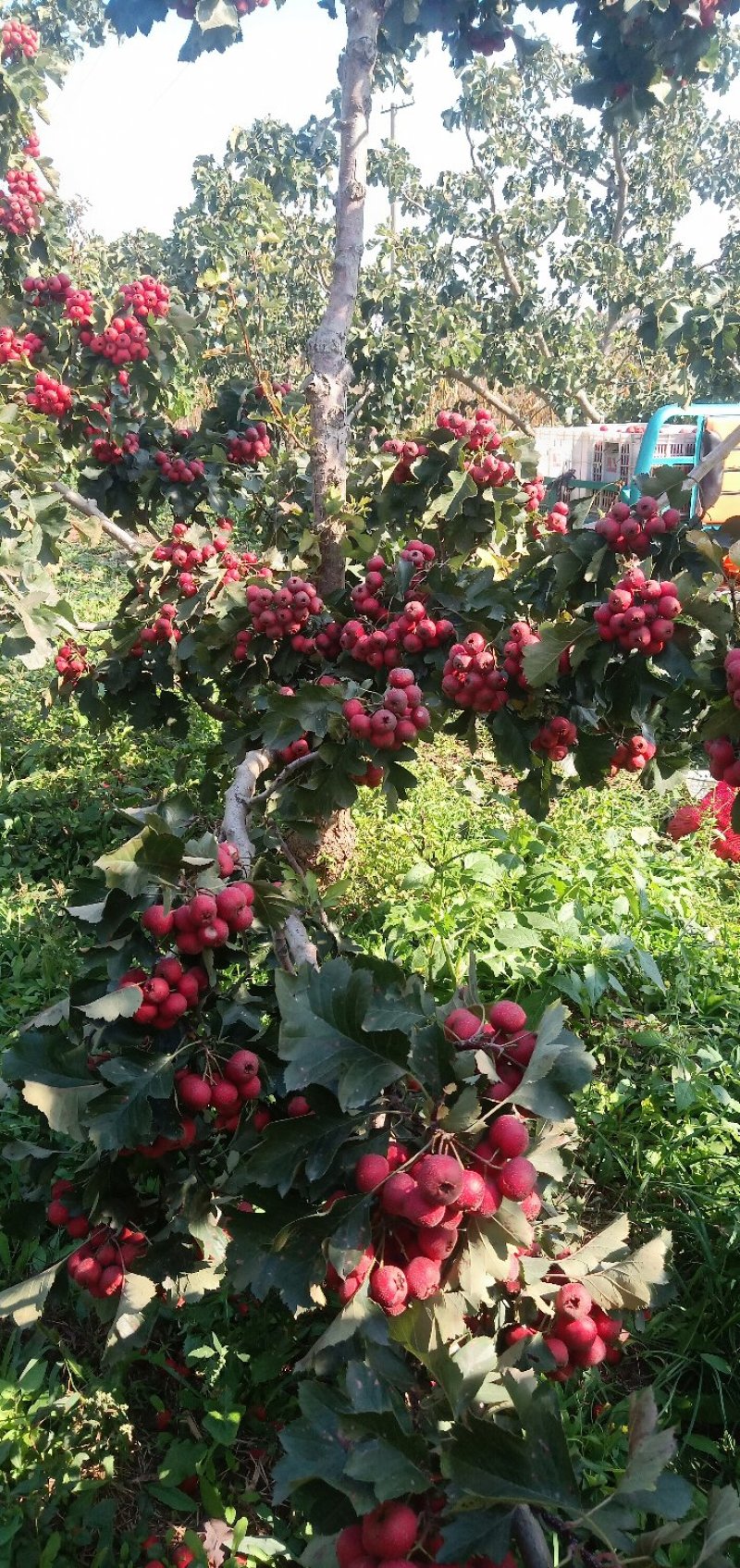 山楂树苗