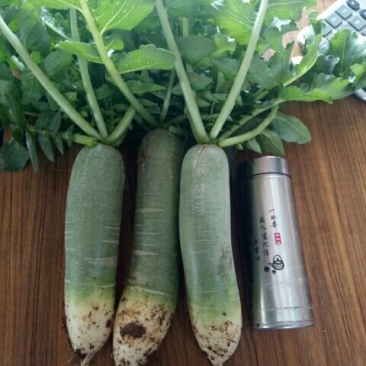 百亩水果萝卜开始出售