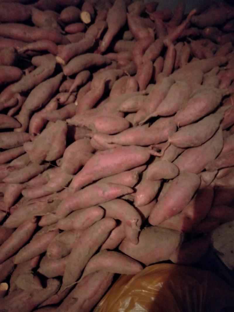 西瓜红红薯大量上市。一手货源诚信经营，量大从优
