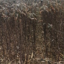 寒富苹果苗2020年秋季苗木预订