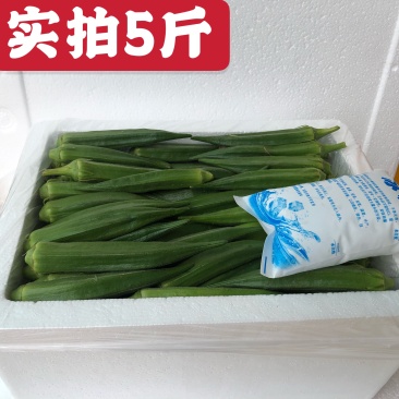 新鲜秋葵5斤包邮一件代发