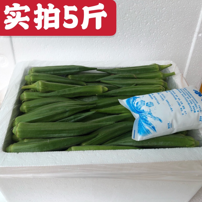 新鲜秋葵5斤包邮一件代发
