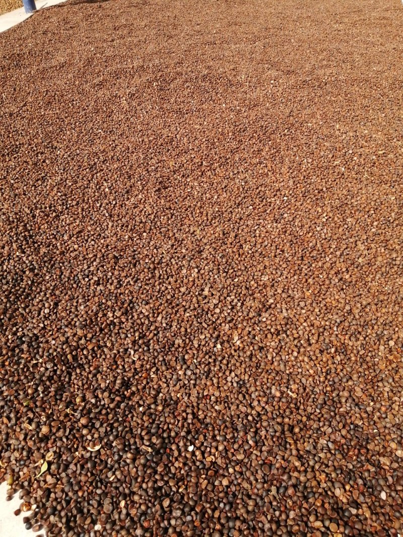 茶籽