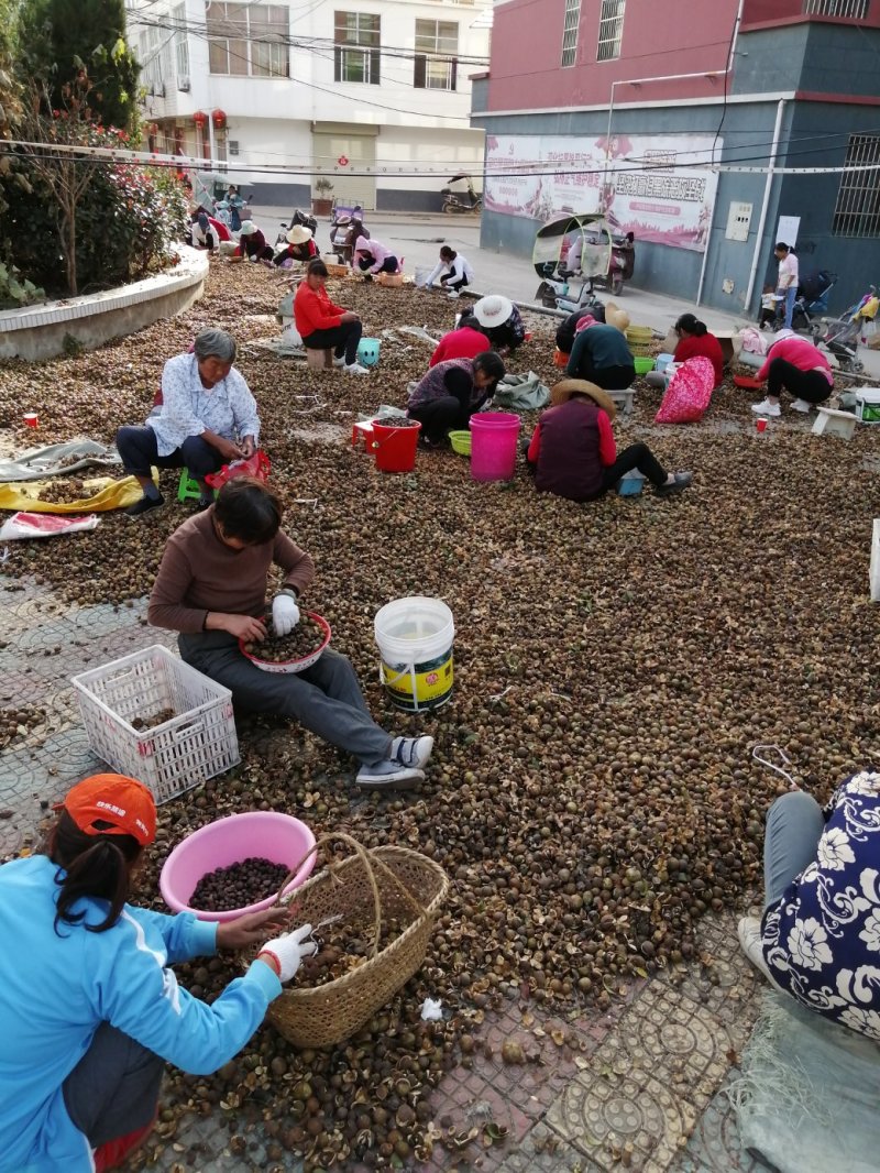 茶籽