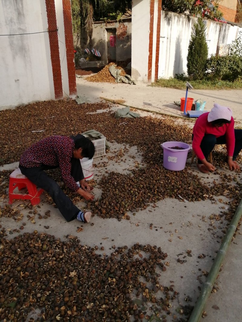 茶籽