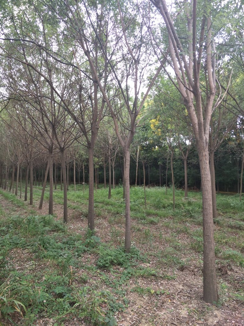 楸树，梓树，红叶李，法桐，国槐，栾树木槿皂角2-20公粉