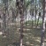 楸树，梓树，红叶李，法桐，国槐，栾树木槿皂角2-20公粉