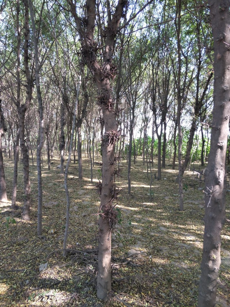 楸树，梓树，红叶李，法桐，国槐，栾树木槿皂角2-20公粉